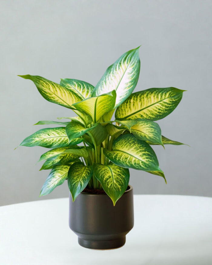 Dieffenbachia Plant