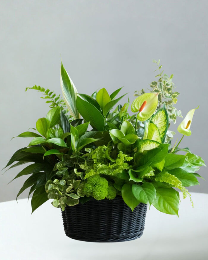 Large Garden Basket Sympathy Plant