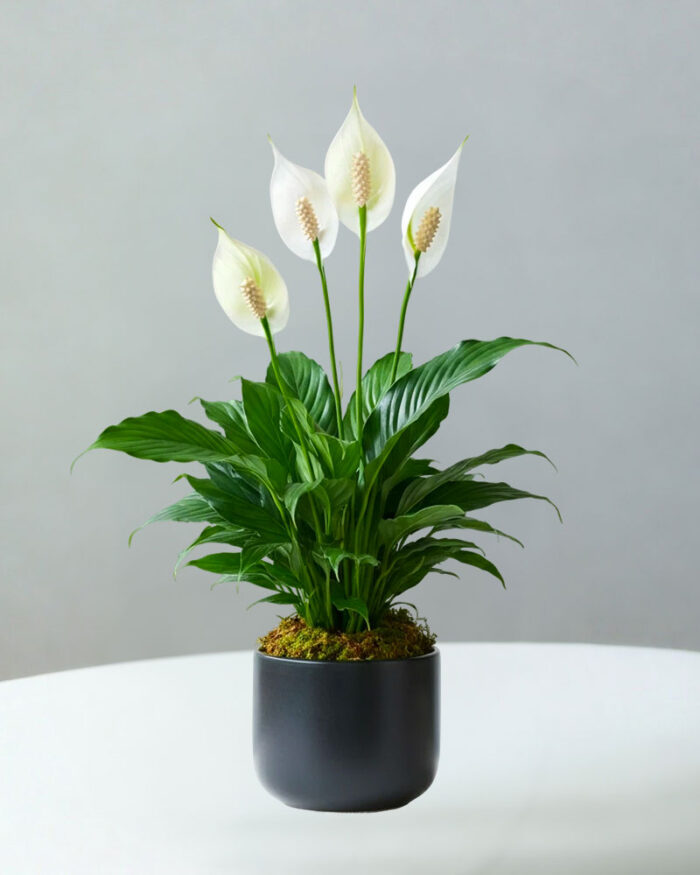 Lovely One Spathiphyllum Plant