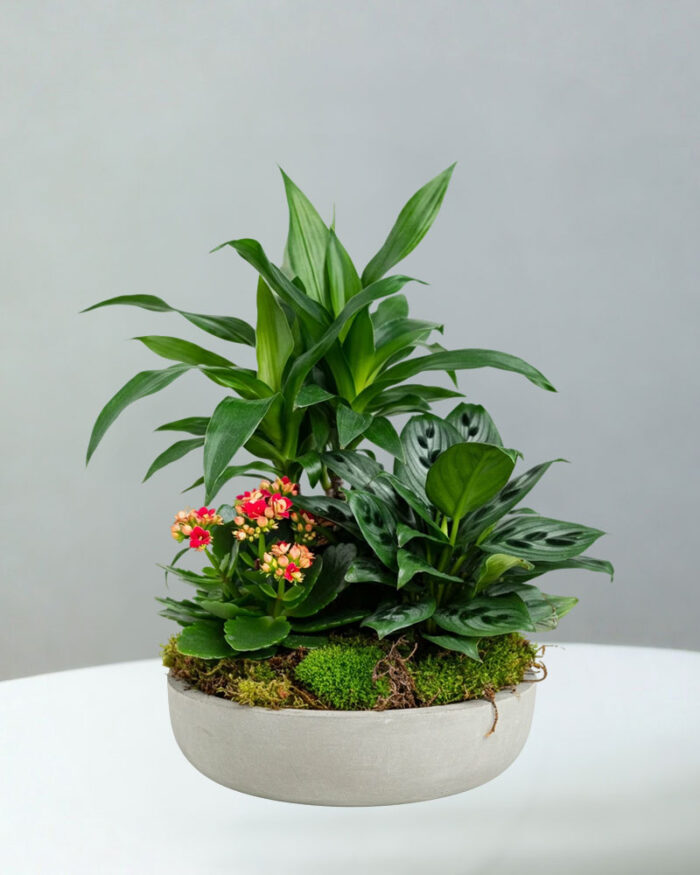 Dish Garden Planter