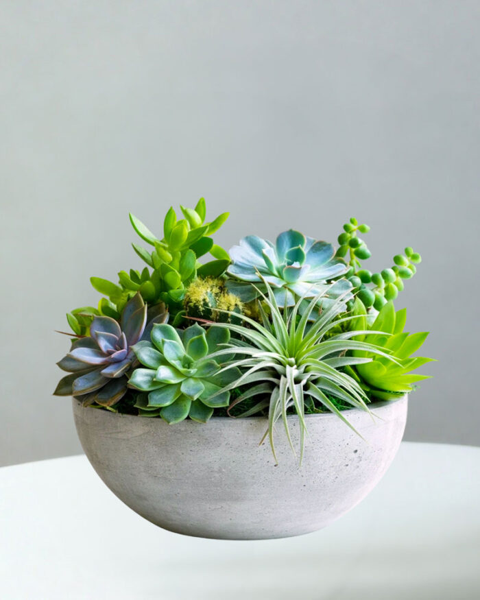 Succulent Dish Garden