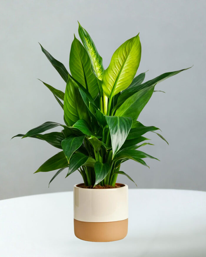 BC 11 Dieffenbachia