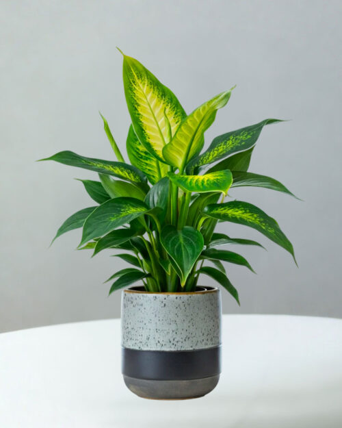 Green Plants
