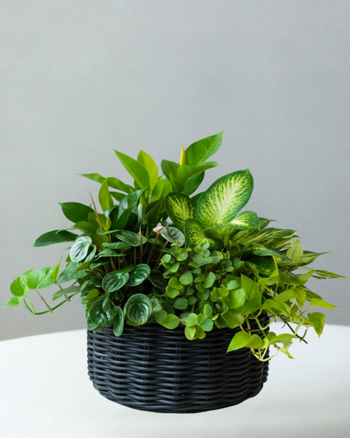 BC Plant Basket 11