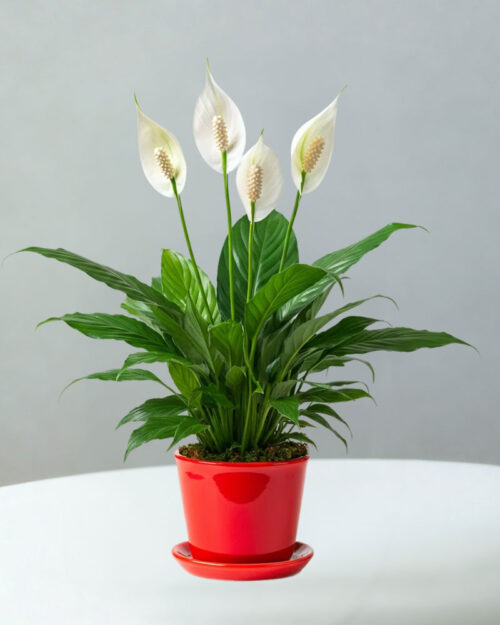 Flowering Plants