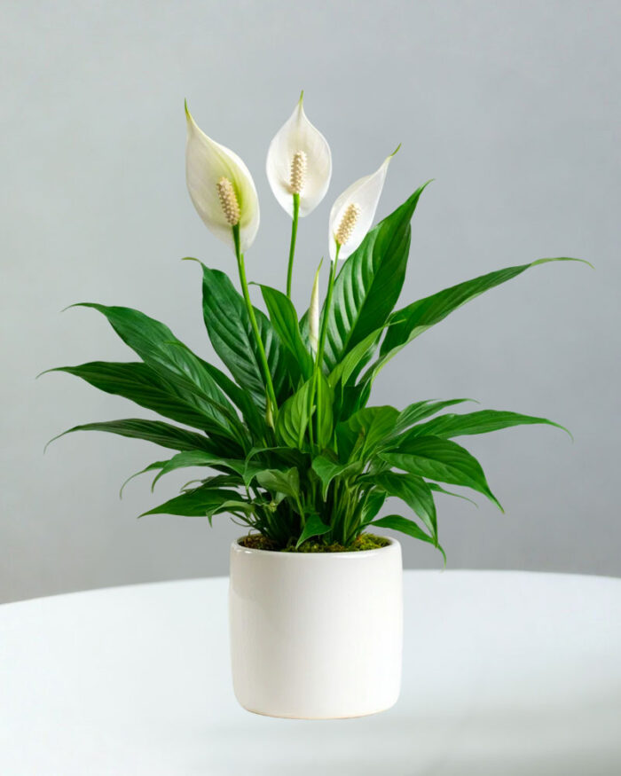 Spathiphyllum Plant