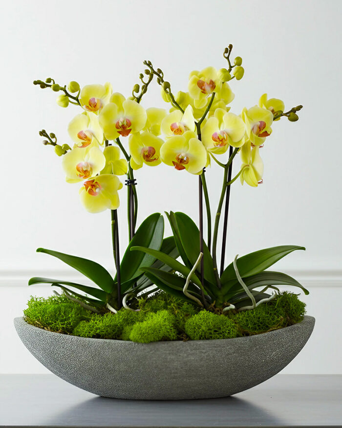 BC Orchids 1