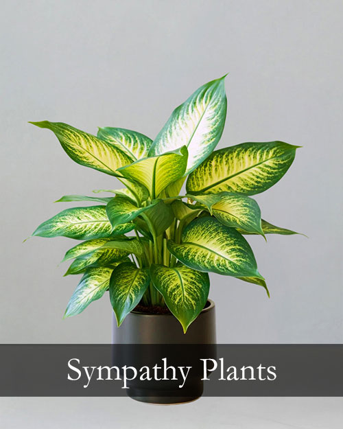 Sympathy Flowers, Casket Sprays
