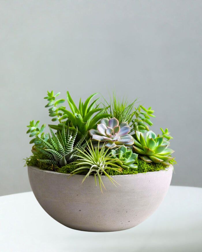 BC-Succulent-Dish-Garden-6.jpg